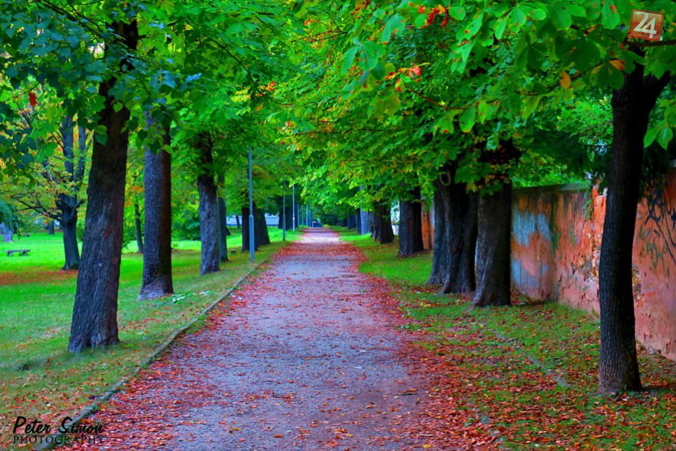 Ilustračný obrázok k článku Mesto chce zrealizovať pasport zelene: Na čo sa má využiť?