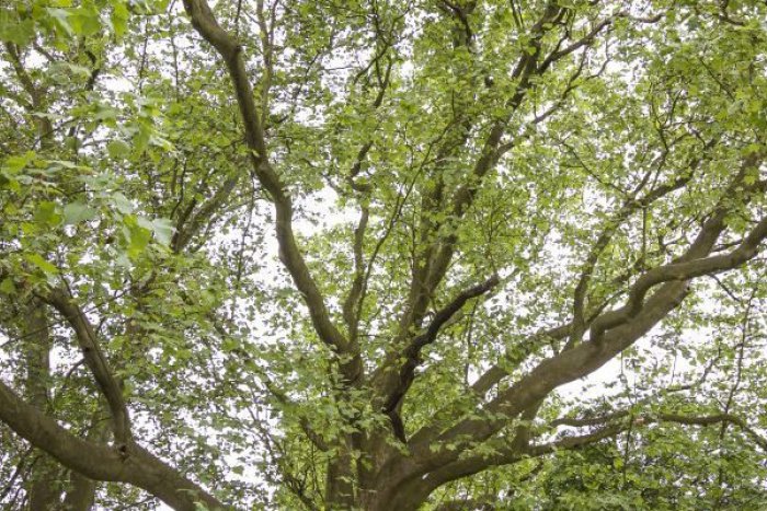 Ilustračný obrázok k článku Najkrajší je budatínsky platan: Ako dopadol ten z Tornale?