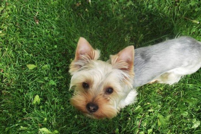 Ilustračný obrázok k článku V Poprade ukradli za bieleho dňa psíka: Pomôžete majiteľke nájsť ho?