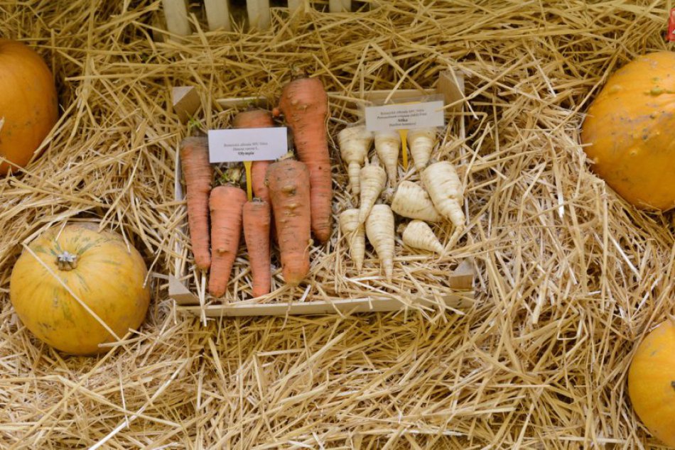 Ilustračný obrázok k článku Botanickú záhradu v Nitre zalejú farby jesene: Návštevníci sa majú na čo tešiť