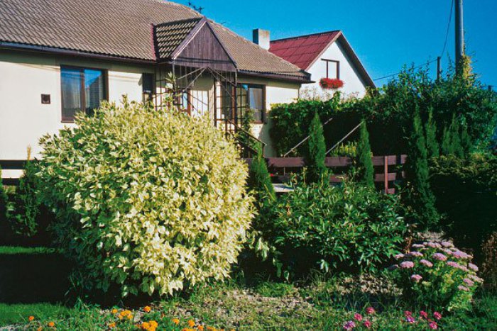 Ilustračný obrázok k článku Jednoduchý spôsob, ako skrášliť svoje okolie. Vysaďte si pred domom stromček