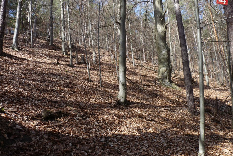 Ilustračný obrázok k článku V Slovenskom raji našli telesné pozostatky! Vytiahli ich z hustého lesného porastu