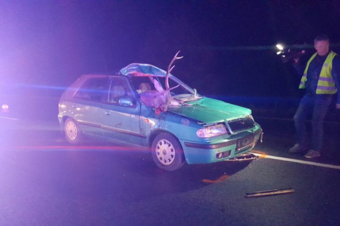 Ilustračný obrázok k článku Kuriózna nehoda: Jeleň skončil na mieste spolujazdca! FOTO