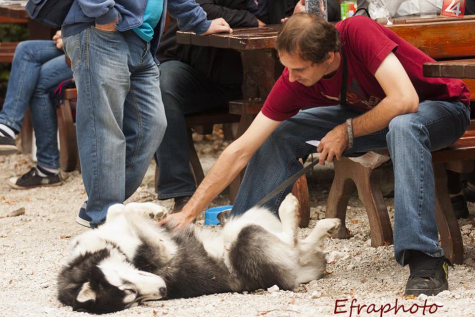 Psíkovia aj ich majitelia si deň užívali