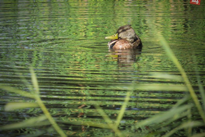 Ilustračný obrázok k článku Fotky plné harmónie:  Jeseň v Mestskom parku si užívajú aj divé kačky