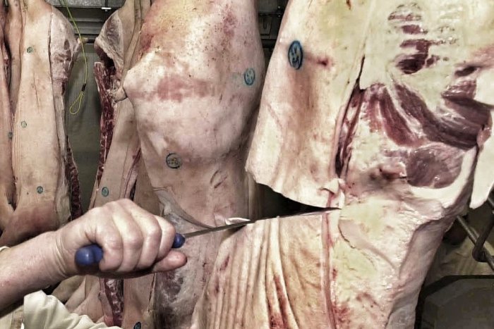 Ilustračný obrázok k článku Mecom reaguje na medializované informácie: Toto povedal generálny riaditeľ!