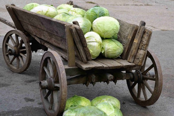 Ilustračný obrázok k článku Kyslá kapusta je naše národné zlato. Ako si správne naložiť „zelé“ + RECEPT