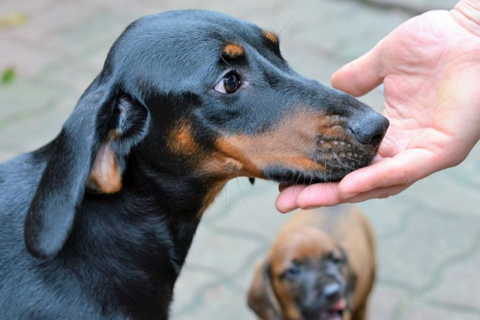 Ilustračný obrázok k článku Najmilšie šteniatka aj štvornohé páry sa zídu v Dúbravke. Budú tam hľadať NAJ psa