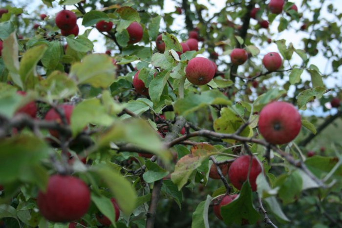 Ilustračný obrázok k článku Krásne spojenie umenia a prírody. Pri Bystrici predstavia unikátnu MOBILnú sušiareň