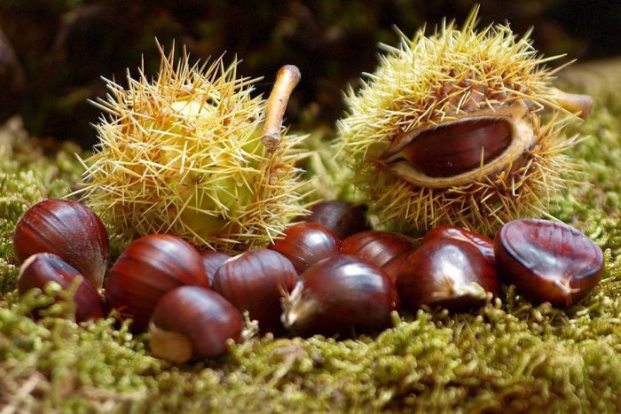 Ilustračný obrázok k článku Gaštany na Kolibe zachránia aj pre ďalšie generácie. Nové Mesto park zrevitalizuje