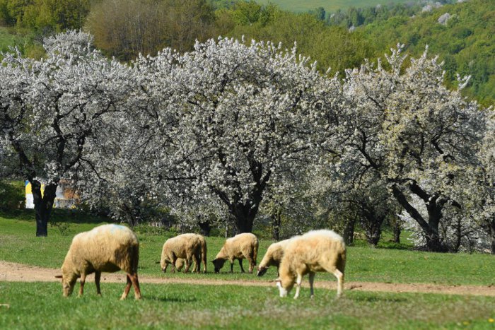 Ilustračný obrázok k článku Čo spája Valaskú s kráľom Matejom Korvínom? Stará legenda všetko vysvetľuje