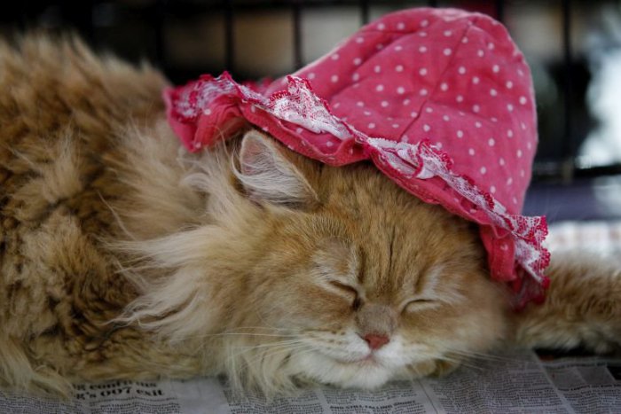 Ilustračný obrázok k článku TIPY NA VÍKEND: Hviezdami víkendu budú štvornohé modelky na medzinárodnej výstave