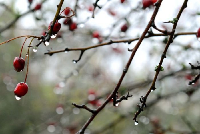 Ilustračný obrázok k článku RANNÁ ŠTVORKA: Do druhej polovice októbra sa prehupneme pod dáždnikom