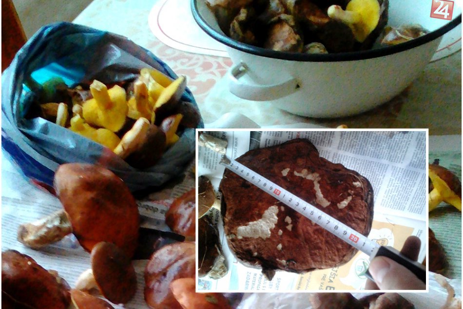 Ilustračný obrázok k článku FOTO: Krásny hubársky úlovok. Rodinka Bystričanov našla miesto posiate hríbmi