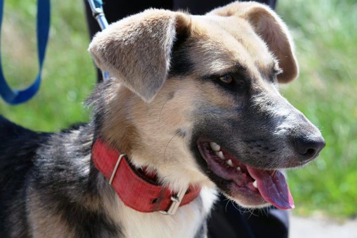 Ilustračný obrázok k článku Kríza v žiarskom útulku pretrváva: 50 psíkov, ktorým môžete zachrániť život, FOTO