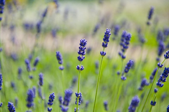 Ilustračný obrázok k článku Poklady z prírody: Tieto byliny vás na jeseň zahrejú i vyliečia + RECEPTY