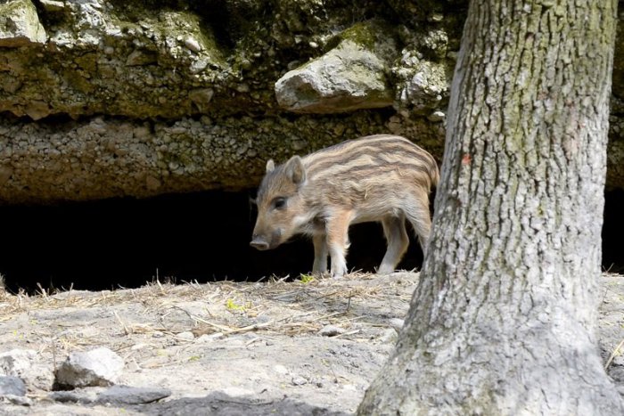 Ilustračný obrázok k článku Aktivisti oslovili poslancov. Chcú vyššiu bezpečnosť pri poľovačkách v lesoparku