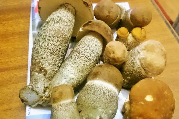 Ilustračný obrázok k článku Výnimočný hubársky úlovok pri Prešove: Našla sa hneď pätica dvojčiat kozákov! FOTO