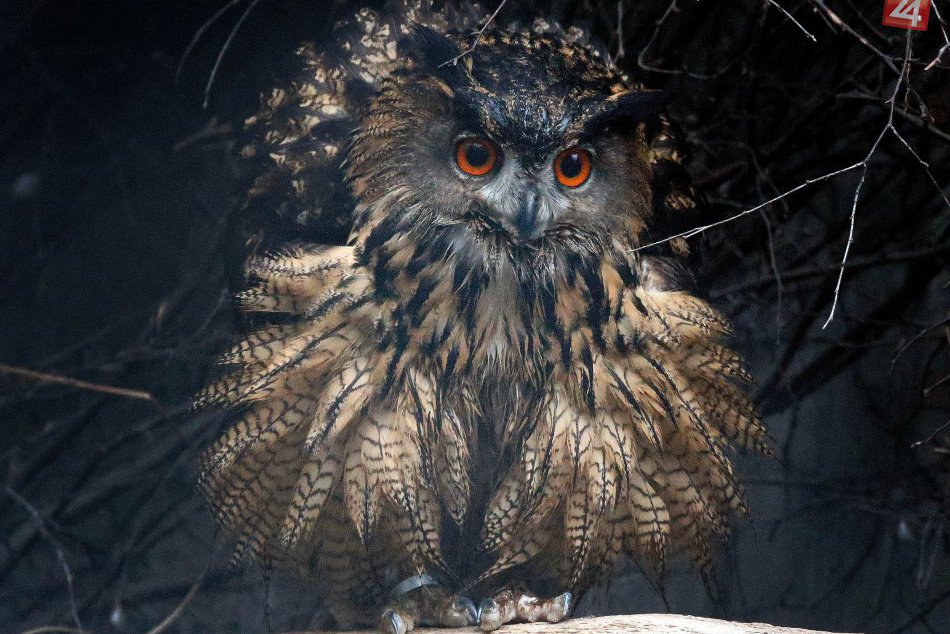 Ilustračný obrázok k článku Voliéra pre vtáky: Tatranci chcú zachránenému vtáctvu pomôcť novinkou