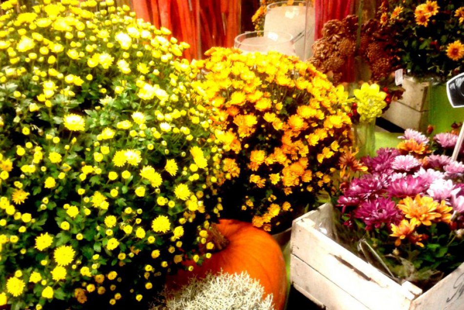 Ilustračný obrázok k článku Rožňavské kvetinárstva pod náporom: Čo sa na sviatok zosnulých kupuje najviac?