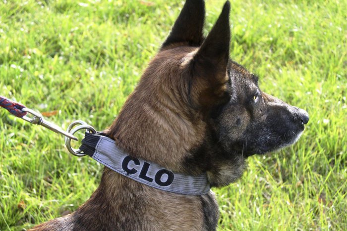 Ilustračný obrázok k článku Colníci zaistili tisíce ilegálnych cigariet: Aj vďaka pomoci štvornohého Era