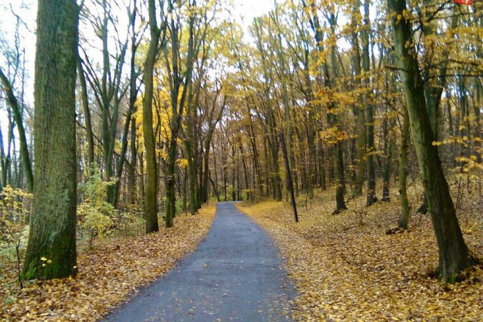 Ilustračný obrázok k článku Lučenecké mestské lesy rozhádali poslancov. Zväčší sa rozloha lesoparku?