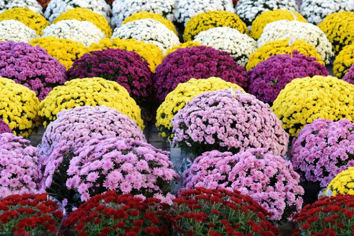 Ilustračný obrázok k článku Tipy, ako bezpečne a bez úhony prežiť dušičkové návštevy cintorínov