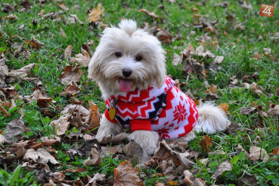 Ilustračný obrázok k článku Bundičky, svetríky aj topánky. Ako správne obliekať chlpáčov?