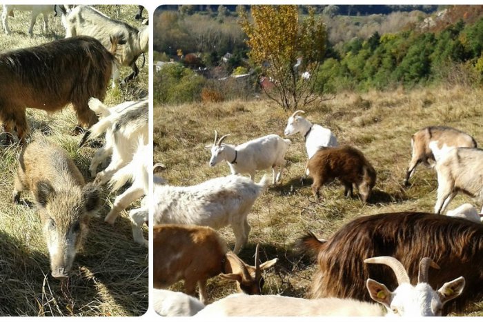 Ilustračný obrázok k článku Malý diviak si myslí, že je koza. Zvieratá spolu chodia, pasú sa aj spia