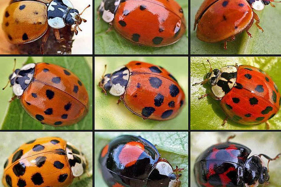 Ilustračný obrázok k článku Mladá Zvolenčanka sa pustila do ojedinelého výskumu. V hľadáčiku mala lienky