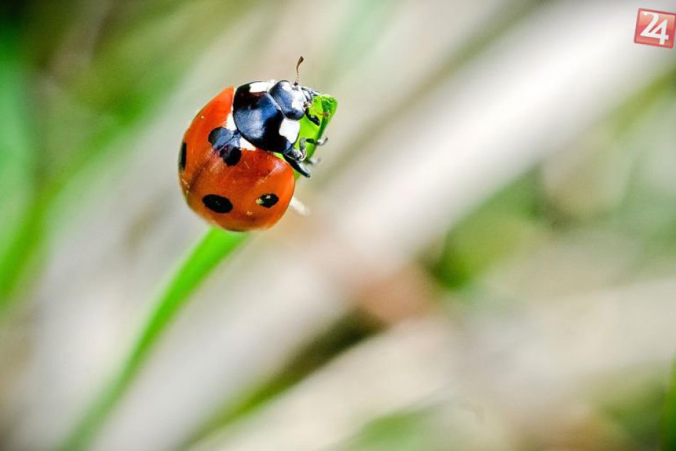 Ilustračný obrázok k článku RANNÁ ŠTVORKA: Meninoví oslávenci sa môžu tešiť, Igorom deň rozžiaria slnečné lúče