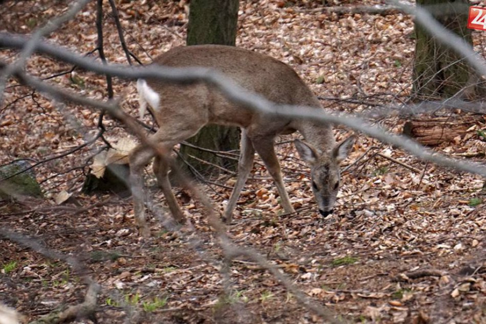 Ilustračný obrázok k článku Divočina v meste alebo mesto v divočine? Vodič na sídlisku sotva ubrzdil pred srnou! + VIDEO