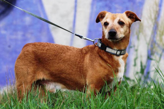 Ilustračný obrázok k článku Najťažšie prípady v žiarskom útulku: Psíci, pre ktorých je zima peklom, FOTO