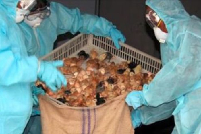 Ilustračný obrázok k článku U našich susedov útočí vtáčia chrípka: Pôvod hydiny a vajíčok si radšej všímajte