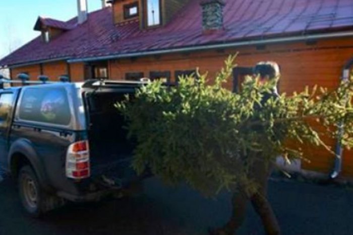 Ilustračný obrázok k článku Z REGIÓNOV: Na východe si nemusia kupovať vianočný stromček, môžu si ho požičať