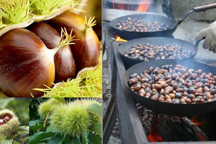 Ilustračný obrázok k článku Gaštan je symbolom jesene, pochúťkou i prírodnou lekárňou + RECEPTY