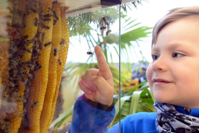 Ilustračný obrázok k článku Zaujímavá výstava v Mikuláši: Fascinujúce skamenené zvyšky živočíchov a rastlín