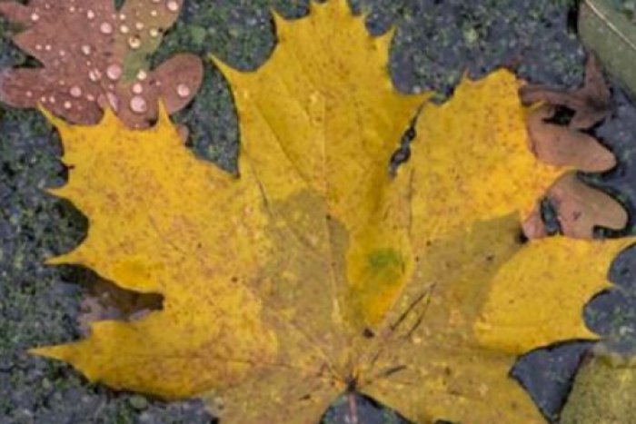 Ilustračný obrázok k článku RANNÁ ŠTVORKA: Na záver víkendu hrozia najmä na východe intenzívne dažde a silný vietor