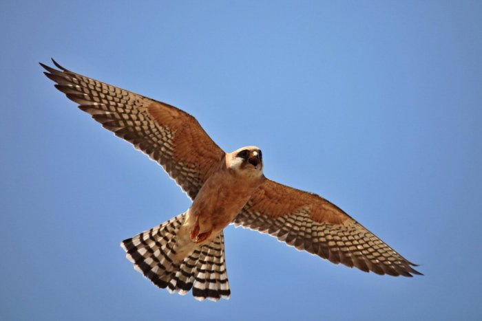 Ilustračný obrázok k článku Náš okres skrýva aj takéto poklady:189 druhov vtákov v prírodnej rezervácii