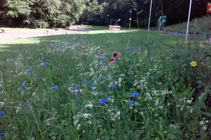 Ilustračný obrázok k článku V Líščom údolí sa ľudia dozvedia, ako môžu pomôcť včelám