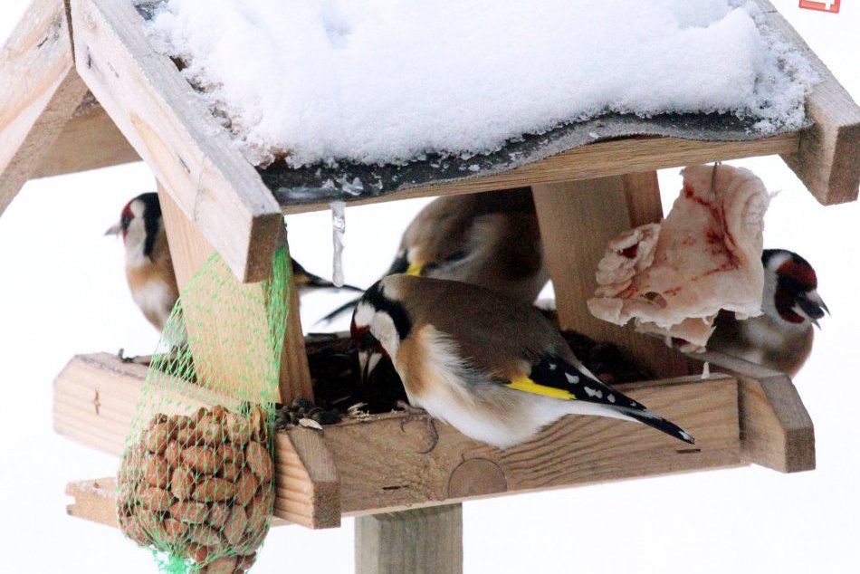 Ilustračný obrázok k článku OPÝTALI SME SA: Ako prikrmovať operencov počas zimy?