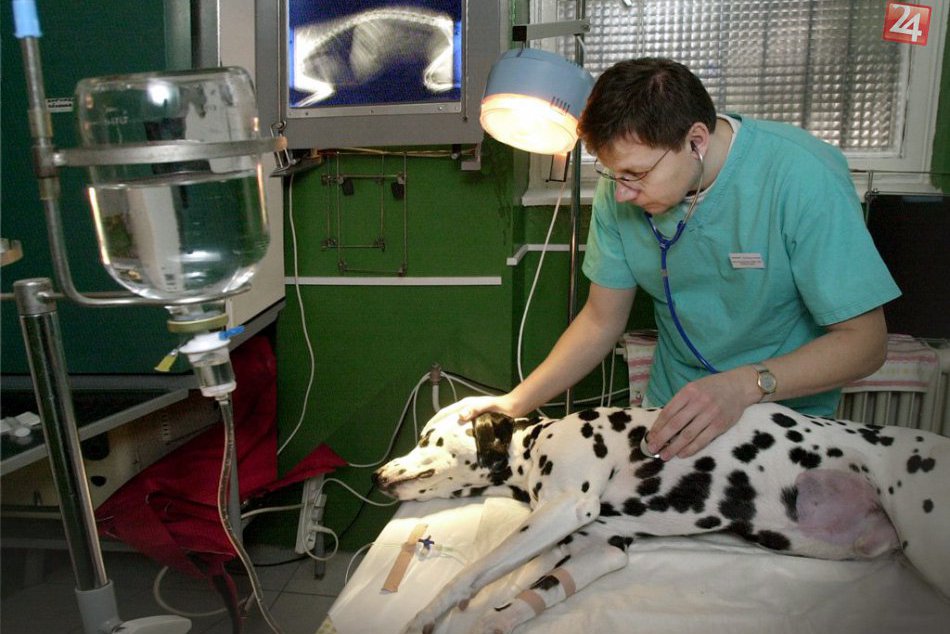 Ilustračný obrázok k článku Kde hľadať v noci lekársku pomoc pre vášho štvornohého kamaráta?