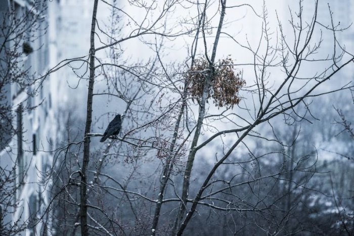 Ilustračný obrázok k článku RANNÁ ŠTVORKA: Dážď sa zmení na snehové prehánky, popoludní sa začne už ochladzovať