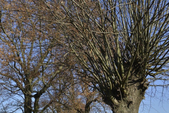 Ilustračný obrázok k článku Dedina pri Prešove sa môže pochváliť prírodným skvostom: Unikátna lipová alej!