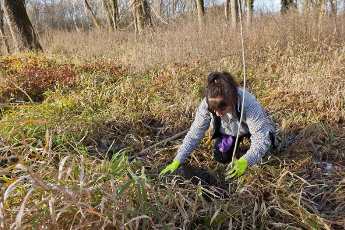 Ilustračný obrázok k článku OBRAZOM: Sihoť bude bohatšia o nové stromy. Na ostrov vysadia šesťsto topoľov