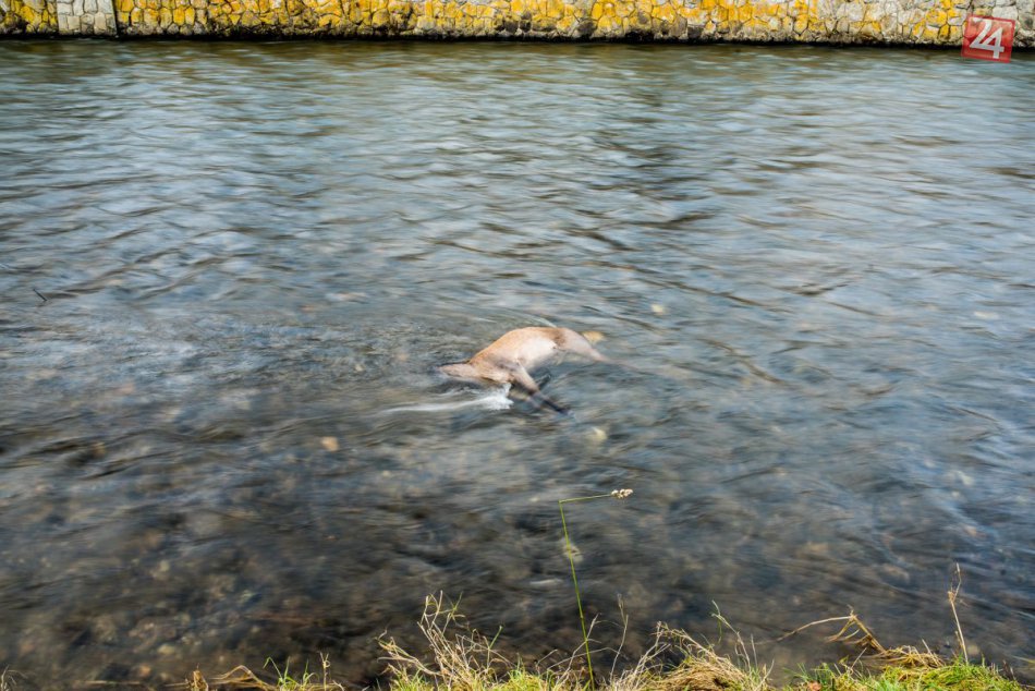 Ilustračný obrázok k článku FOTO: V Bystrici sa ľuďom naskytol smutný pohľad. V Hrone ležala mŕtva laň