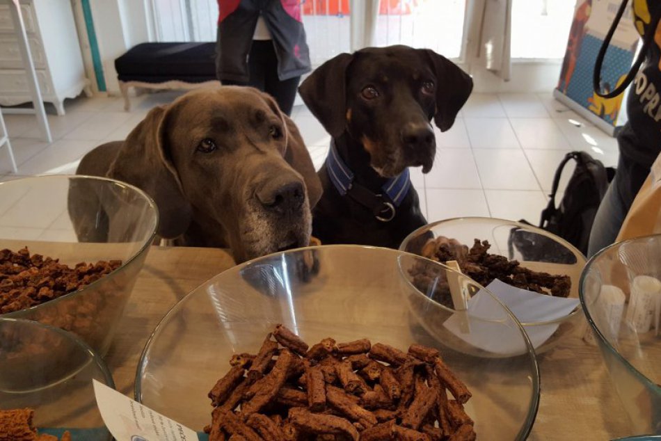 Ilustračný obrázok k článku Na kávu s chlpáčom? Jednu pre vás, preňho puppycake!