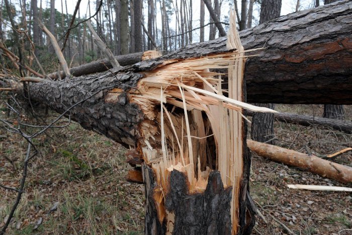 Ilustračný obrázok k článku Popadané stromy a reklamné pútače spôsobovali problémy najmä v doprave
