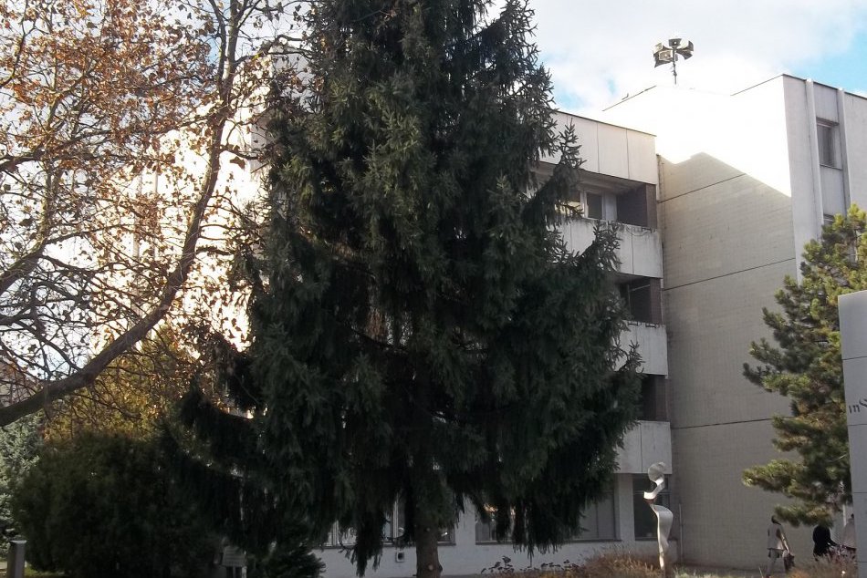 Ilustračný obrázok k článku V meste pribudol vianočný stromček: Šaľa sa onedlho rozžiari množstvom svetielok