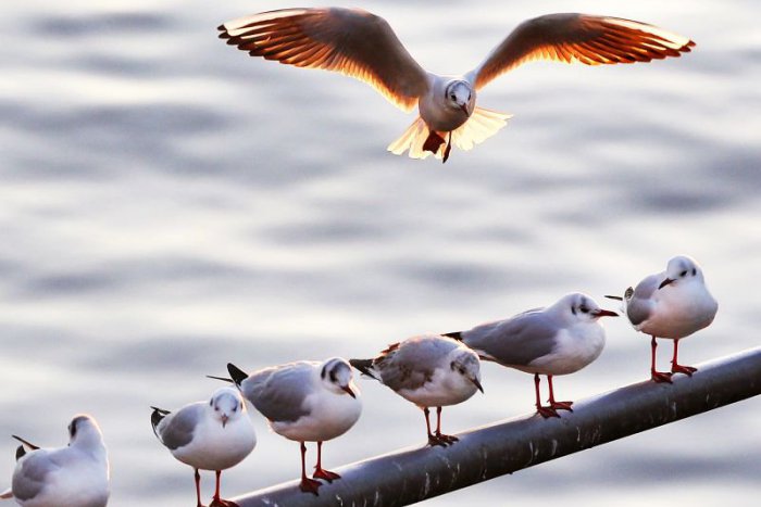 Ilustračný obrázok k článku RANNÁ ŠTVORKA: Po rozfúkaných dňoch a mrazivej noci nás poteší jasná obloha